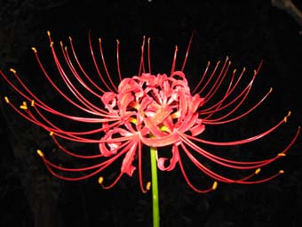 Fleur typique du Japon, le pays des chrysanthèmes.